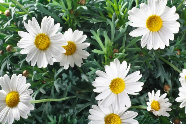 Closeup of daisy flowers and leaves