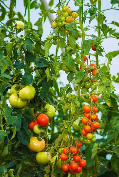 Beautiful natural grown plants of tomato