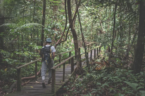 Backpacker exploring the majestic jungle of Kubah National Park, West Sarawak, Borneo, Malaysia.