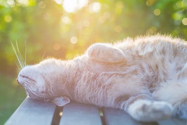 Cat lying on bench in backlight at sunset