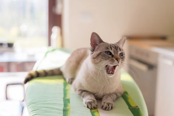 Yawning cat with blue eyes and open mouth, home interior
