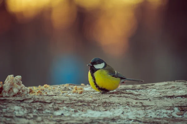 Winter, bird, birds, snow, berries, chickadee, songbird,