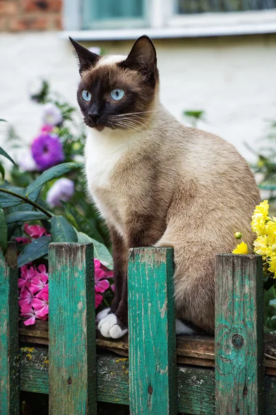 Siamese cat on the fence.