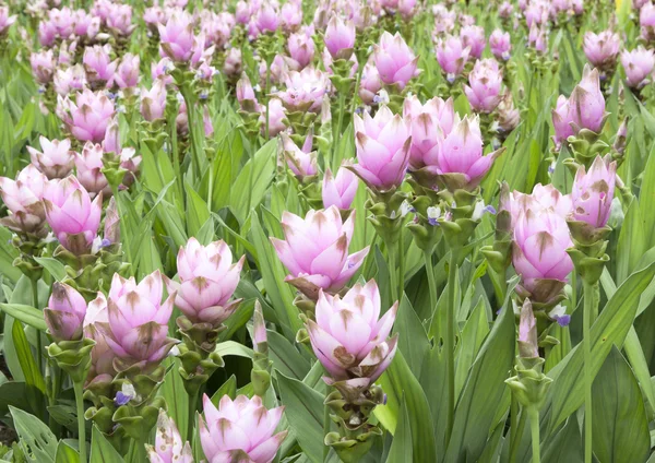 Field of siam tulip flowers