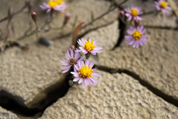 Small flowers growing on the cracked ground
