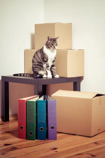 Moving day - cat and cardboard boxes in room