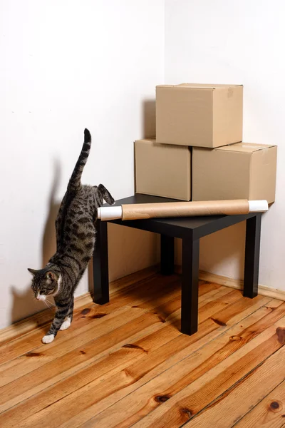 Moving day - cat and cardboard boxes in room