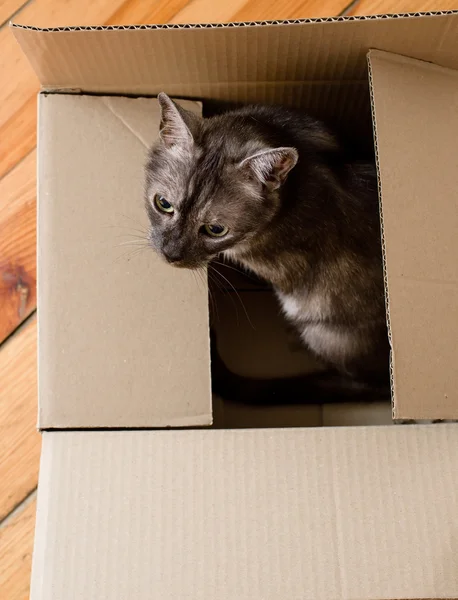Moving Day - Cat And Cardboard Boxes