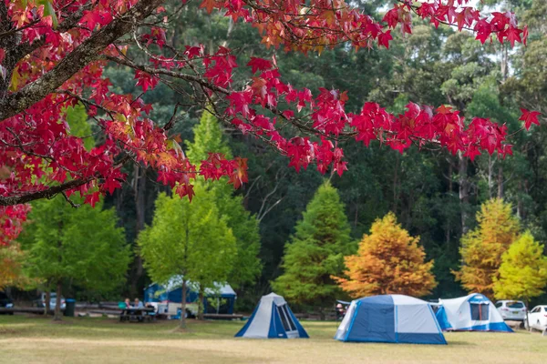Autumn camping background with tourist camping tents