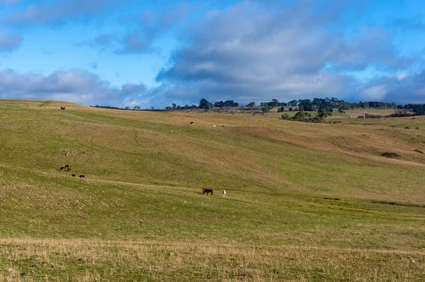 Agriculture outback landscape with farm animals on sunny day