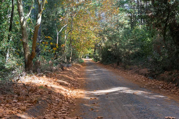 Autumn country road, driveway in Australian outback