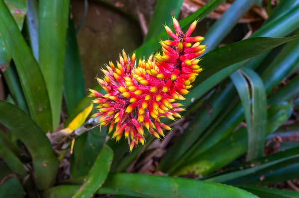 Bright orange and yellow exotic flower against green foliage bac