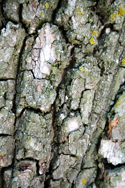 Structure of a tree