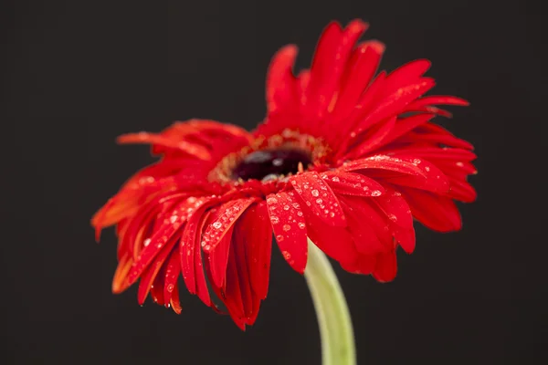 Red flower on black background