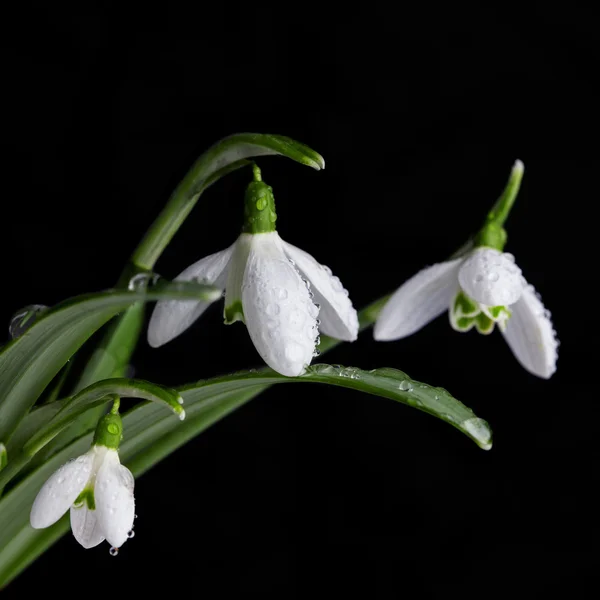 Bunch of snowdrop flowers on black background