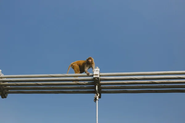 Monkey walking on Ramjula bridge, Rishikesh, India