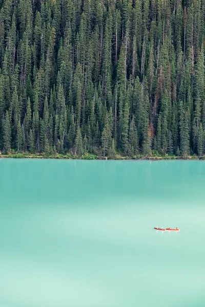 Kayakers on Lake Louise backdropped by a forest of giant fir tre