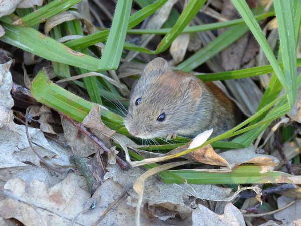 Cute mouse crawls out from beneath the forest litter