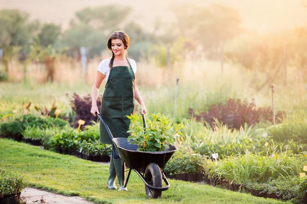 Gardener with seedling in wheelbarrow