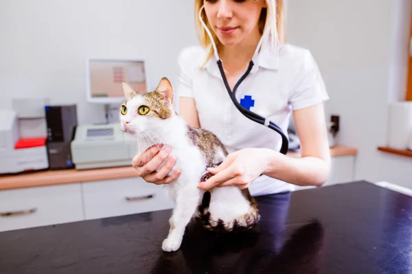 Veterinarian with examining cat with sore stomach.