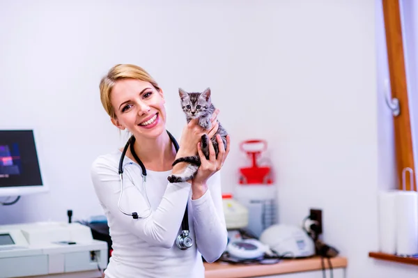Veterinarian with stethoscope holding little sick cat.