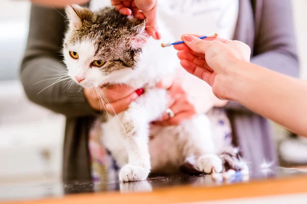 Unrecognizable veterinarian at the clinic cleaning ears of cat