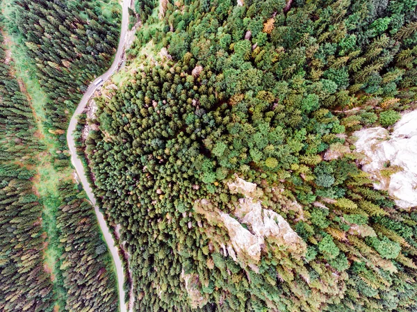 Road in coniferous forest, rocky hills. Mala Fatra, Slovakia.