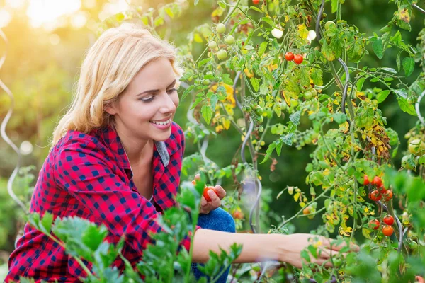 Beautiful young woman in checked red shirt harvesting tomatoes