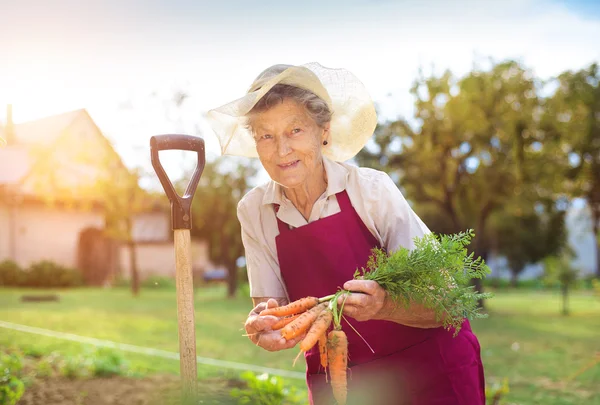 Senior woman harvesting carrots