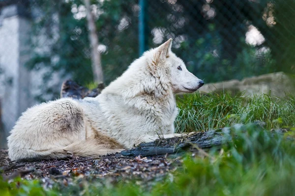 Beautiful white wolf