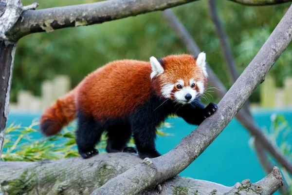 Cute red panda