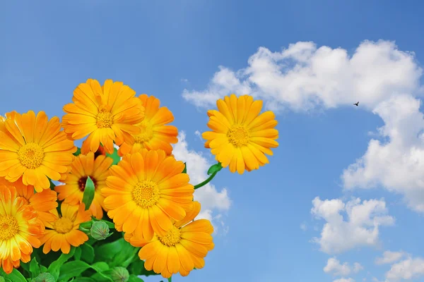 Orange flowers and blue sky