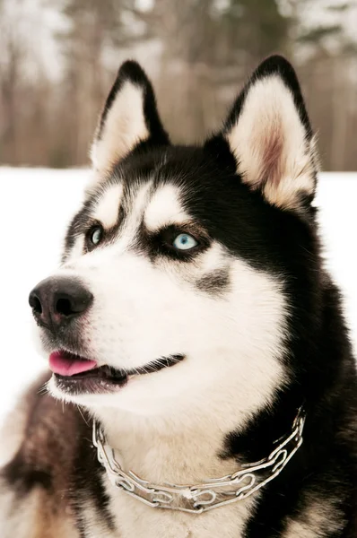 Siberian Husky in the woods