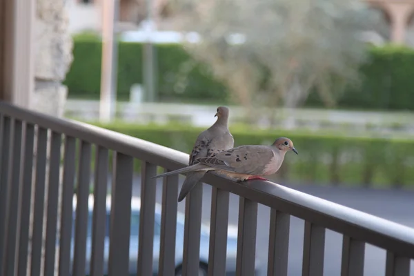 Pair of doves on a wood railing