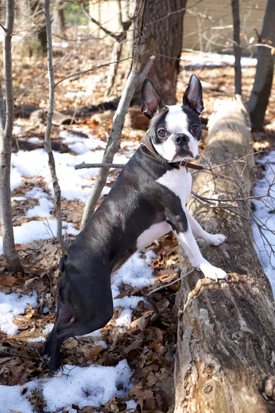 Boston terrier in a winter forest