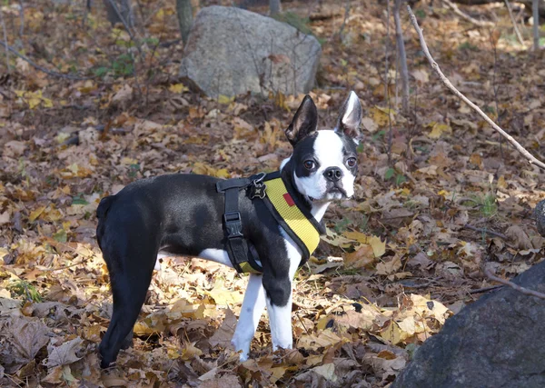 Young Boston terrier dog portrait in a fall forest