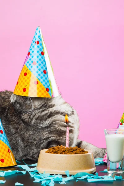 Birthday cats on a pink background