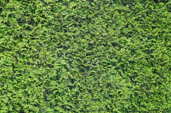 Texture, background,  texture of the green leaves of arborvitae. Vegetation, bush.