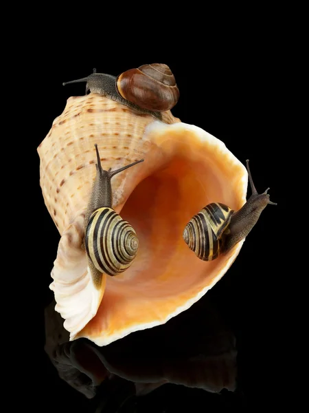 Three snails and sea cockleshell