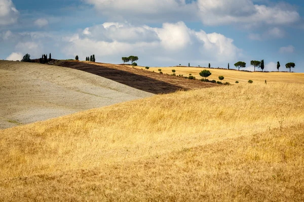 Grain filed in Tuscany