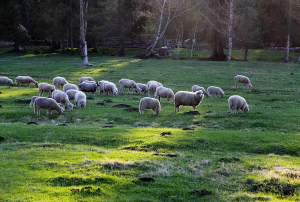 Sheep grazing on the grass