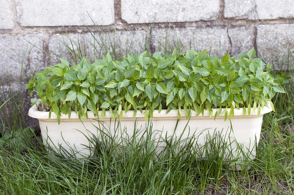 Pepper seedlings in a garden pot standing on the grass