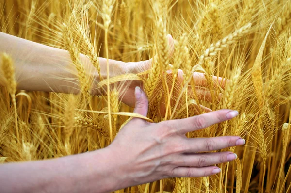 Hands holding ears of ripe wheat