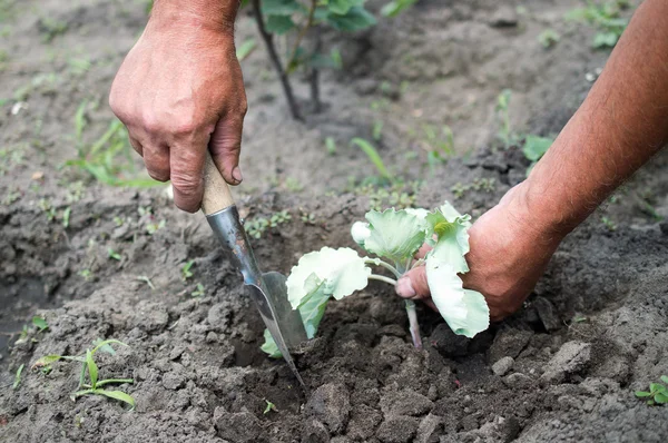Farmer planting cabbage seedling