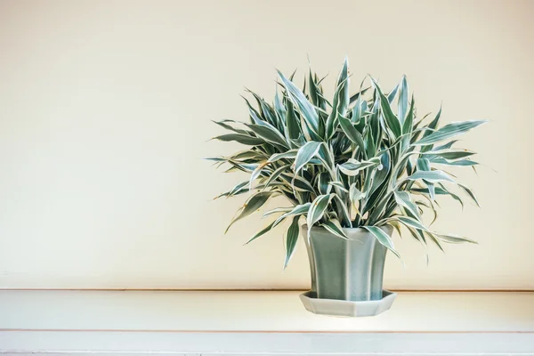 Vase plant decoration interior