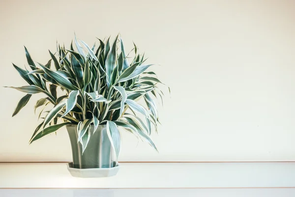 Vase plant decoration interior