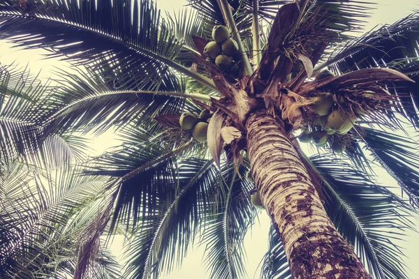 Vintage coconut palm tree