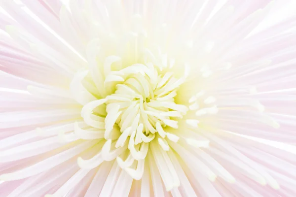 Chrysanthemum flower texture