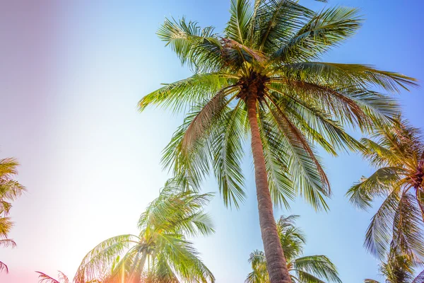 Silhouette palm tree