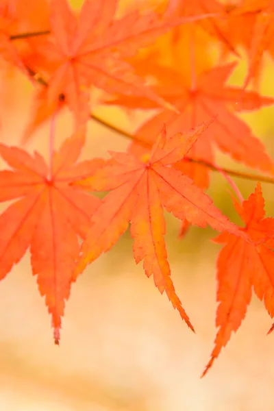 Maple leaves in park at Japan
